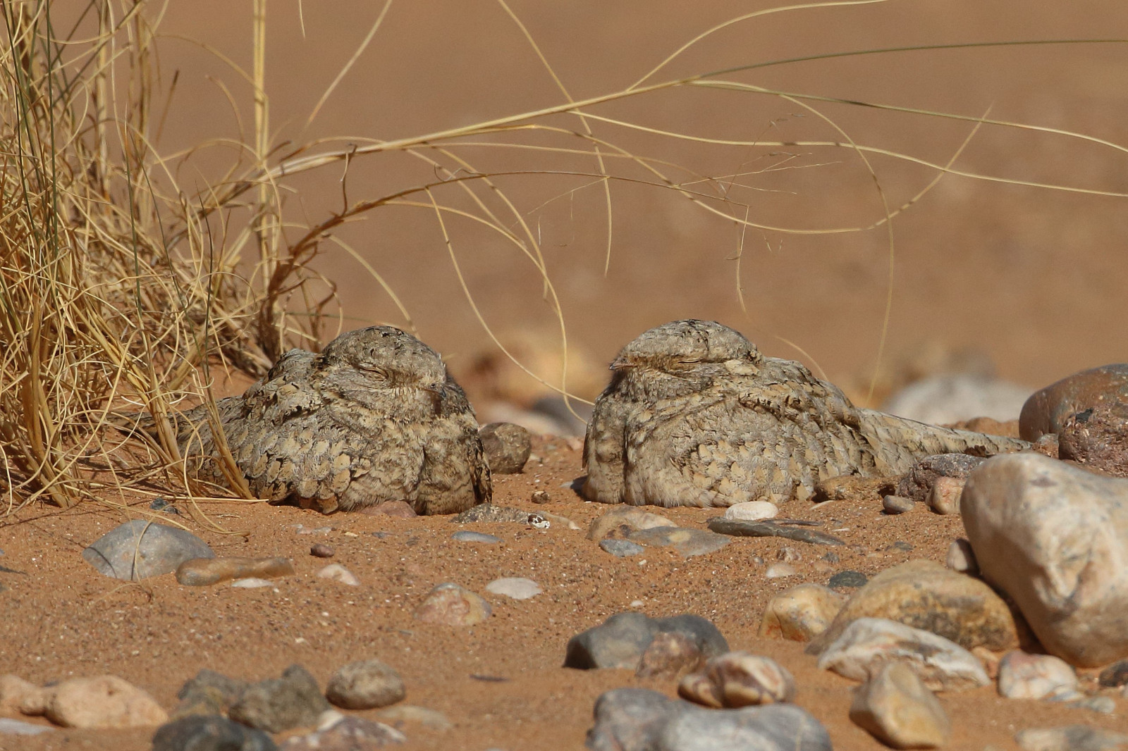 image Egyptian Nightjar